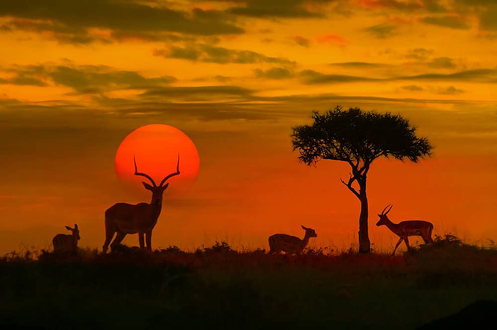 Kruger National Park